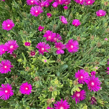 Adriatic Pearl Dom wakacyjny Dramalj